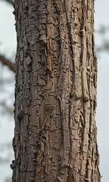 this is an extremely close up photo of wood grain