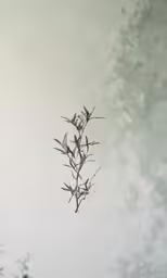 a small green leaf on the tree branches