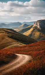 a dirt road going through an orange meadow