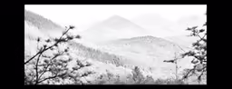 a black and white photo of trees in front of mountains