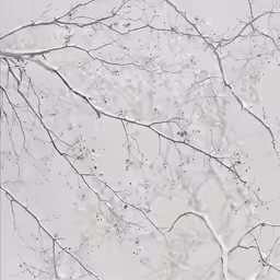 a white snow covered tree with no leaves
