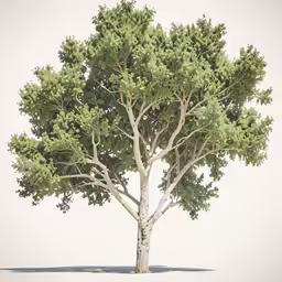 a large tree is shown with a gray background
