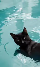 a black cat is laying on the water