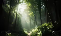 a lush forest with dirt path surrounded by trees