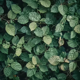 an image of the leaves on a plant
