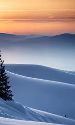 a lone tree in a snowy landscape