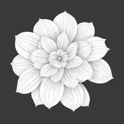 a white flower is on black background