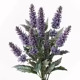 some very pretty looking flowers with purple stems