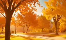 trees in the park at sunrise or sunrise