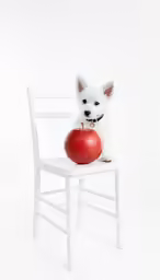 a dog sitting on a chair holding a red apple