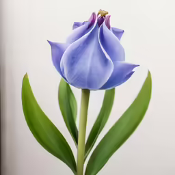 a small purple flower in a glass vase