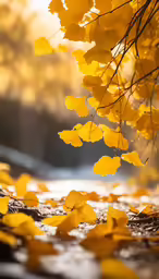 yellow leaves fall from trees next to water