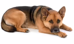 a large brown dog laying on top of a white floor