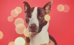 there is a dog that is looking up