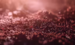 a field with grass that looks brown and red