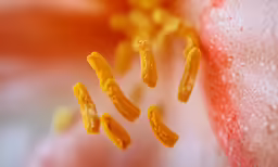 some very pretty little yellow rings inside of a big flower