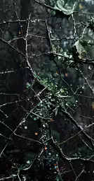 wet leaves, water droplets and green leaves against dark background