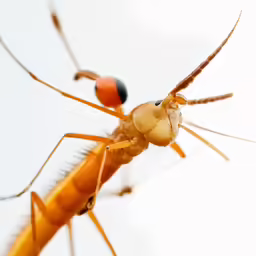 a large insect with long antennae stands upright