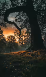 this is an image of a tree and the sun