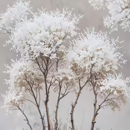 an artistic photograph of white flowers on a tree