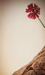a flower that is on top of some rocks