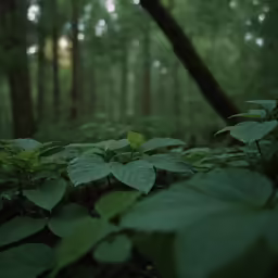 a small group of plants stand in the foreground near some tall trees