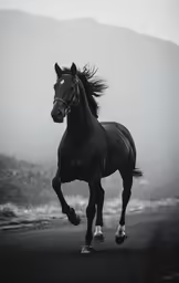 black and white photograph of a horse on a beach