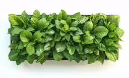 the plants have bright green leaves growing out of them