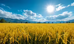 the sun shines in a field of yellow grass