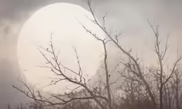 the sun behind a tree covered in mist