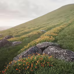 a grassy hillside is covered in large rocks