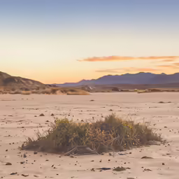 a very tall bush sitting in the middle of a desert