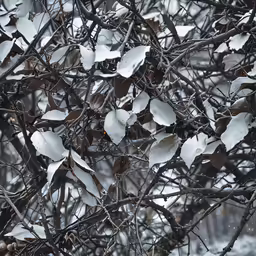 an image of some white leaves on a tree