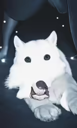 a white dog sitting on a blue surface
