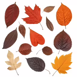 an assortment of leaf images on a white background