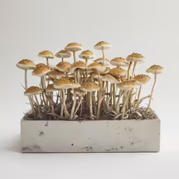 a group of mushrooms sitting on top of a cement block