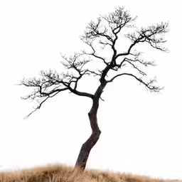 an animal is under a tree in the wild