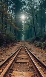 a photograph of the sun shining through a forest