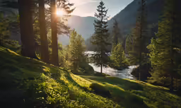 there are some trees by the lake in the woods