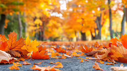autumn leaves on the ground in a park,some leaves that are laying in the street