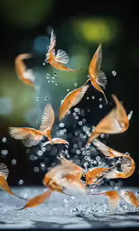 orange koi fish in pond with water splashing on surface