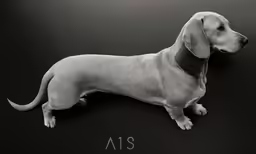 a dog that is looking up at something in the air