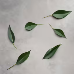 four green leaves resting on the floor