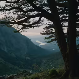 a tree overlooking a valley in the evening