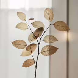 a branch with brown leaves in front of a window