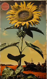a sunflower sits alone in front of an open field