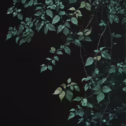 a branch with some small, dark leaves