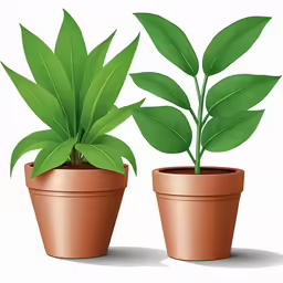 two potted plants with green leaves on a white background