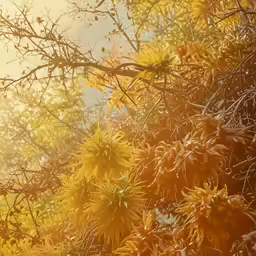 sun peeking through tree branches as it breaks