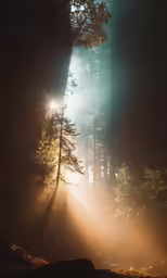 a tree trunk and some power lines in the middle of some fog